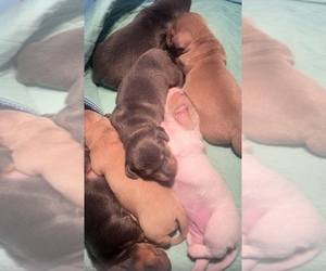 Dachshund Litter for sale in HOLLYWOOD, CA, USA