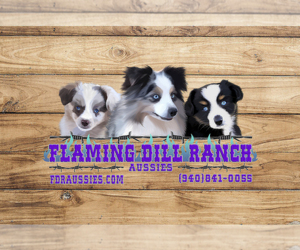 Miniature Australian Shepherd Litter for sale in FORESTBURG, TX, USA