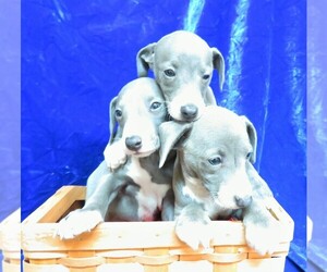 Italian Greyhound Litter for sale in NORWOOD, MO, USA