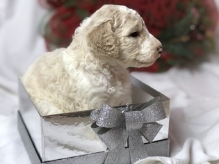 Goldendoodle Litter for sale in IRVING, TX, USA