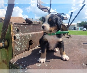 Bernese Mountain Dog Litter for sale in GOSHEN, IN, USA