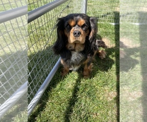Cavalier King Charles Spaniel Litter for sale in MILLERSBURG, OH, USA