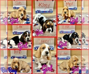 Basset Hound Litter for sale in FORT HOOD, TX, USA
