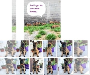 Belgian Malinois Litter for sale in EAGLE PASS, TX, USA