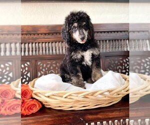Poodle (Standard) Litter for sale in QUEEN CREEK, AZ, USA