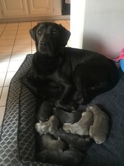 Labrador Retriever Litter for sale in CUSHING, OK, USA