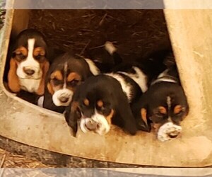 Basset Hound Litter for sale in ROME, GA, USA