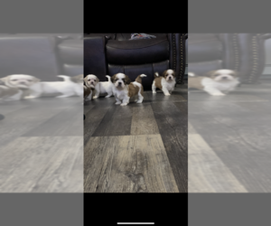 Shih Tzu Litter for sale in EAST FREETOWN, MA, USA