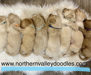 Double Doodle Litter for sale in GRAND FORKS, ND, USA