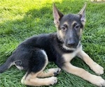 Small Photo #1 German Shepherd Dog Puppy For Sale in OREM, UT, USA