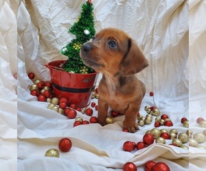 Dachshund Litter for sale in LADY LAKE, FL, USA