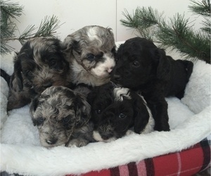 Cavapoo Litter for sale in NARVON, PA, USA