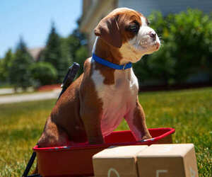 Boxer Litter for sale in ANTIOCH, IL, USA