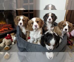 Australian Shepherd-Cavalier King Charles Spaniel Mix Litter for sale in HOWLAND, OH, USA