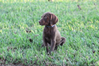 German Shorthaired Pointer Litter for sale in MERCEDES, TX, USA