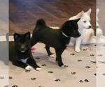 Small Photo #1 Imo-Inu Puppy For Sale in BERESFORD, SD, USA