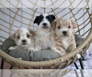 Poovanese Litter for sale in MILLERSBURG, OH, USA