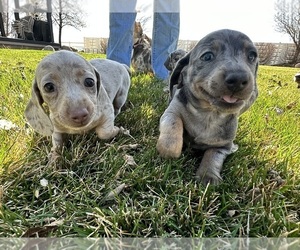 Dachshund Litter for sale in DELTA, CO, USA