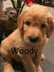 Goldendoodle-Poodle (Standard) Mix Litter for sale in CORNING, CA, USA