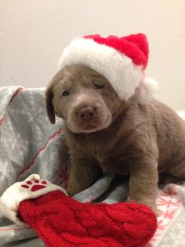 Medium Photo #1 Labrador Retriever Puppy For Sale in CATAWISSA, MO, USA