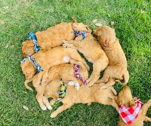 Goldendoodle Litter for sale in NEW BRAUNFELS, TX, USA