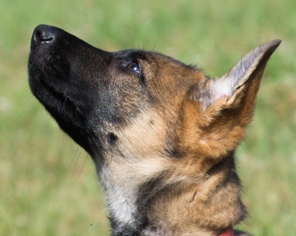 German Shepherd Dog Litter for sale in WINTERSET, IA, USA