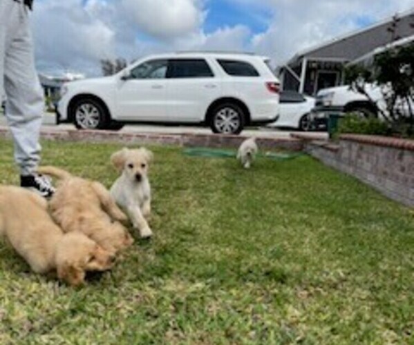 Medium Photo #1 Golden Retriever-Goldendoodle Mix Puppy For Sale in WHITTIER, CA, USA