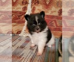 Small Photo #1 Pomeranian Puppy For Sale in NOCONA, TX, USA