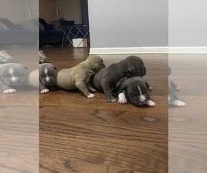 American Bully-American Pit Bull Terrier Mix Litter for sale in CHICAGO, IL, USA