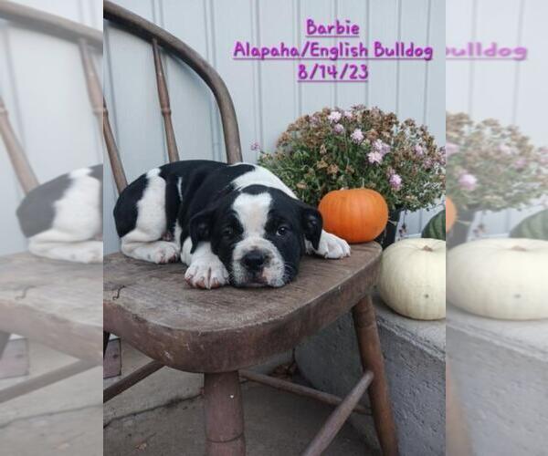 Medium Photo #1 Alapaha Blue Blood Bulldog-English Bulldog Mix Puppy For Sale in TOPEKA, IN, USA
