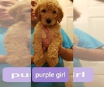Small Photo #1 Goldendoodle Puppy For Sale in SPRINGFIELD, MO, USA