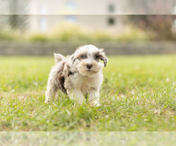 Medium Photo #1 Schnauzer (Miniature) Puppy For Sale in WARSAW, IN, USA