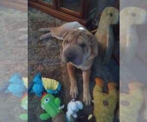 Chinese Shar-Pei Litter for sale in PIONEER, CA, USA