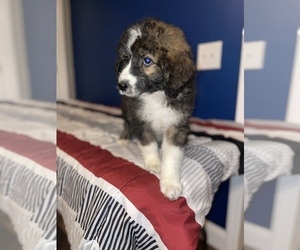 Aussiedoodle Litter for sale in VANCEBURG, KY, USA