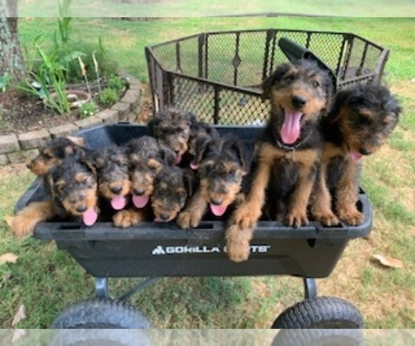 Medium Photo #1 Airedale Terrier Puppy For Sale in PULASKI, TN, USA