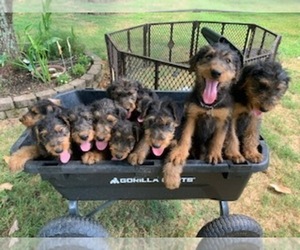 Airedale Terrier Litter for sale in PULASKI, TN, USA