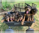 Small Photo #1 Airedale Terrier Puppy For Sale in PULASKI, TN, USA