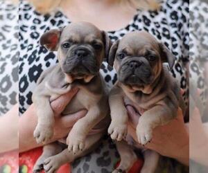 French Bulldog Litter for sale in SANTA ANA, CA, USA