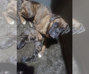 Boxer Litter for sale in GLENWOOD, IN, USA