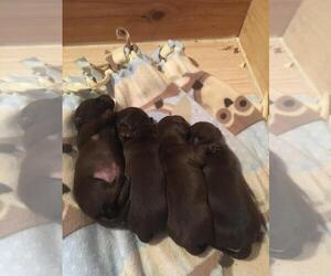 Dachshund Litter for sale in BUTLER, PA, USA