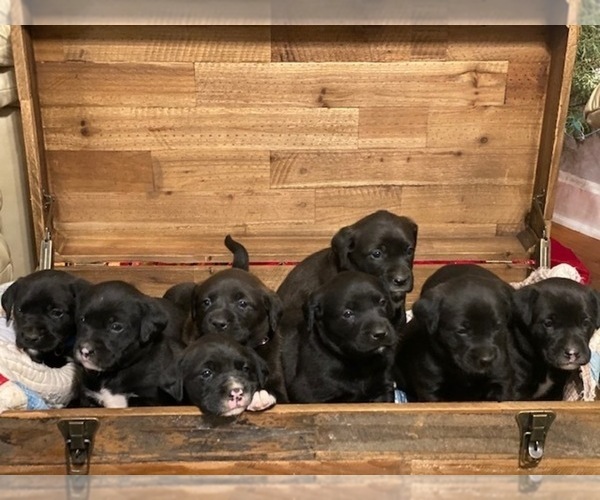Medium Photo #1 Boxador Puppy For Sale in TAFT, TN, USA