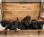 Small Photo #1 Boxador Puppy For Sale in TAFT, TN, USA