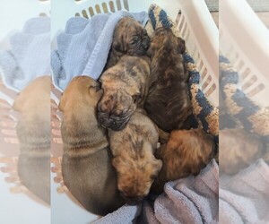 Boxer Litter for sale in GLENWOOD, IN, USA