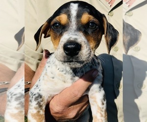 Beagle-Unknown Mix Litter for sale in FLORENCE, TX, USA