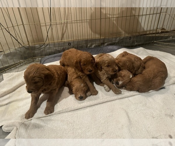 Medium Photo #1 Goldendoodle Puppy For Sale in ASHLAND CITY, TN, USA