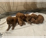 Small Photo #1 Goldendoodle Puppy For Sale in ASHLAND CITY, TN, USA