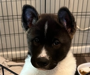 Akita Litter for sale in NELSON, WI, USA