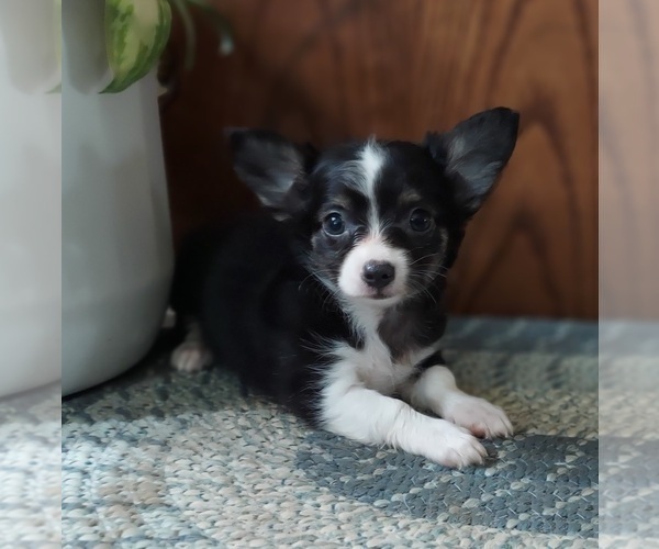 Medium Photo #1 Chihuahua Puppy For Sale in FRYTOWN, IA, USA