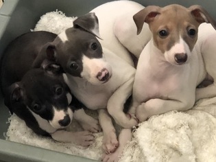 Italian Greyhound Litter for sale in MOORPARK, CA, USA