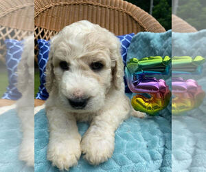 Poodle (Standard) Litter for sale in PINEVILLE, KY, USA